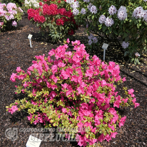 Katja - Azalia japońska - Katja - Rhododendron; Azalea japonica