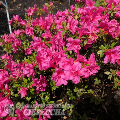 Melina - Japanische Azalee - Melina - Rhododendron