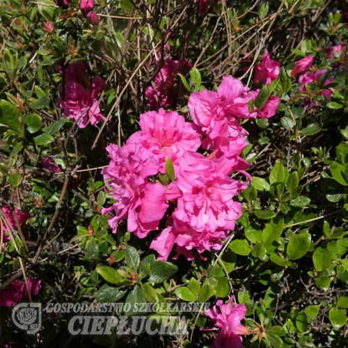 Petticoat - Japanische Azalee - Petticoat - Rhododendron; Azalea japanica