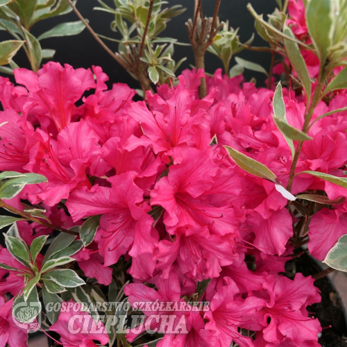 Silver Sword - Japanese azalea - Silver Sword - Rhododendron