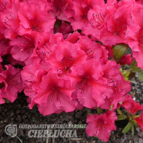 Florida - Japanese azalea - Florida - Rhododendron