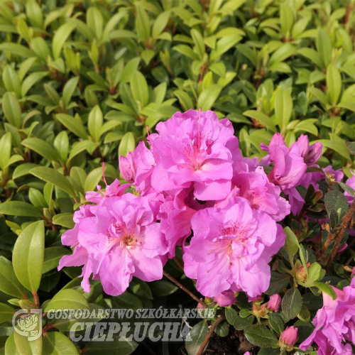 Thekla - Japanische Azalee - Thekla - Rhododendron
