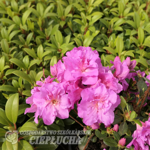 Thekla - Japanese azalea - Thekla - Rhododendron