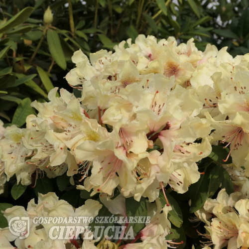 George Sand PBR - różanecznik wielkokwiatowy - Rhododendron hybridum 'George Sand' PBR