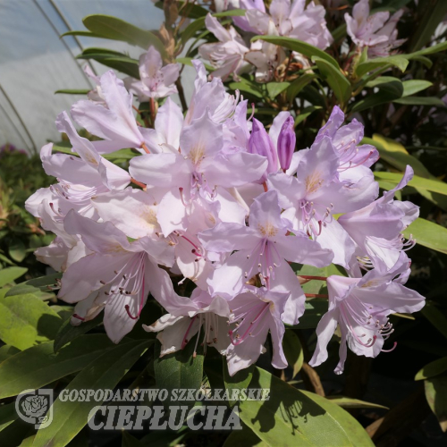 Bezděz - różanecznik wielkokwiatowy - Rhododendron hybridum 'Bezděz'