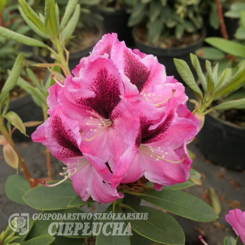 Děvín PBR - różanecznik wielkokwiatowy - Rhododendron hybridum 'Děvín' PBR