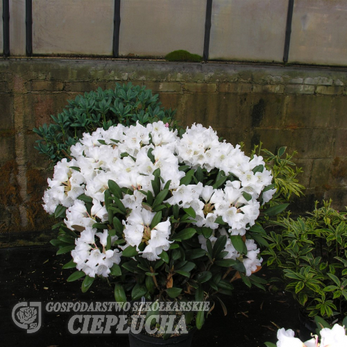 Hydon Velvet - Rhododendron degronianum ssp. yakushimanum x bureavii - Hydon Velvet - Rhododendron degronianum ssp. yakushimanum x bureavii