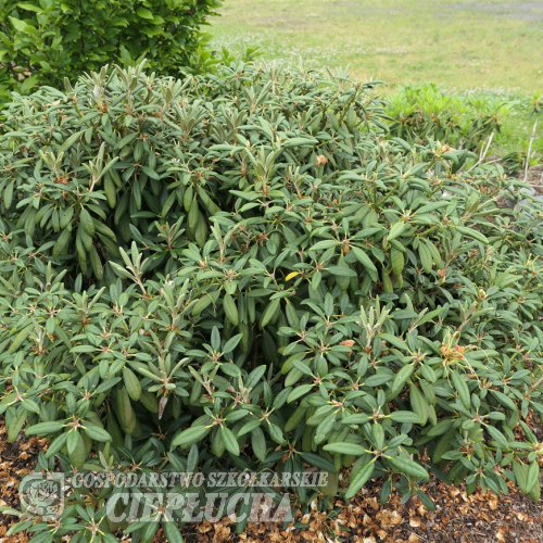 Rauhreif - różanecznik degronianum ssp. yakushimanum x smirnowii - Rauhreif - Rhododendron degronianum ssp. yakushimanum x smirnowii