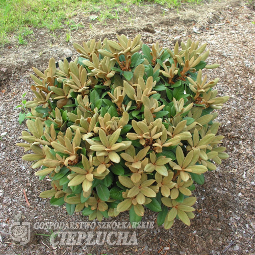 Bengt's Bear - Rhododendron pachysanthum x yakushimanum - Rhododendron pachysanthum x yakushimanum 'Bengt's Bear'