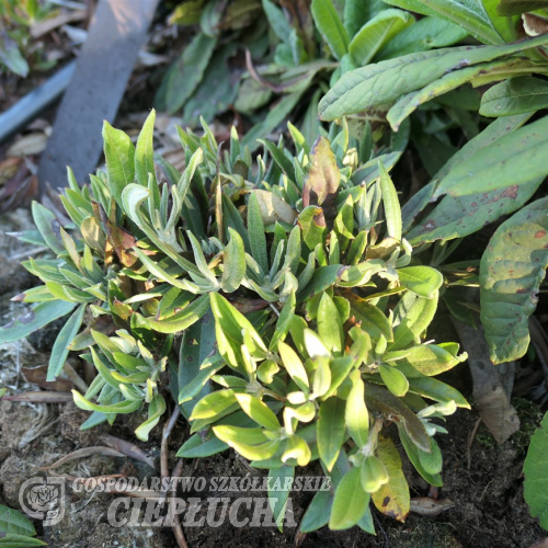 Рододендрон roxieanum var. oreonastes x pachysanthum - Rhododendron roxieanum var. oreonastes x pachysanthum