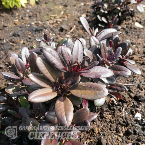 Everred - Рододендрон гибридный - Everred - Rhododendron hybridum