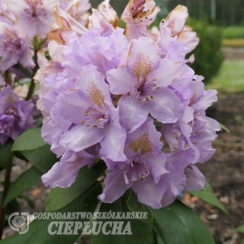 Fastuosum Flore Pleno - Рододендрон гибридный - Fastuosum Flore Pleno - Rhododendron hybridum