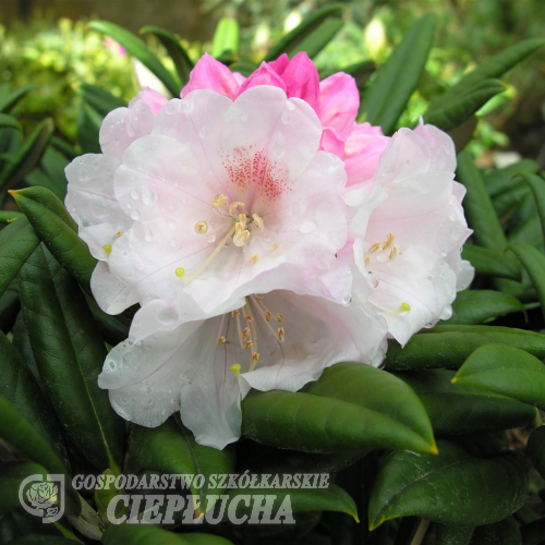 Spellbinder - Рододендрон гибридный - Spellbinder - Rhododendron hybridum