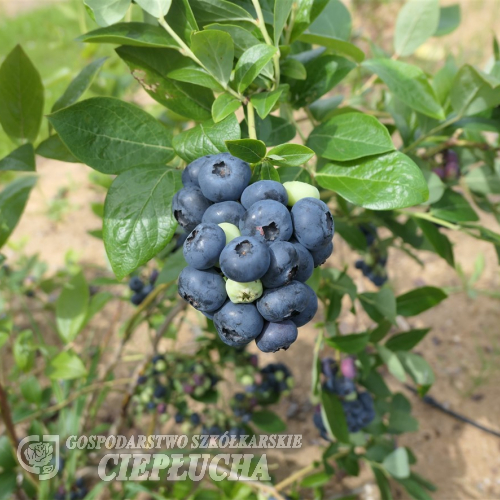 Pelle - Голубика американская (высокорослая) - Pelle - Vaccinium corymbosum