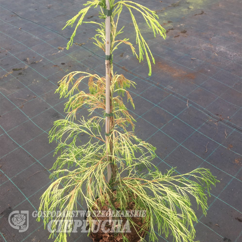 Chamaecyparis lawsoniana 'Karaca' - Кипари́совик Ло́усона - Chamaecyparis lawsoniana 'Karaca'