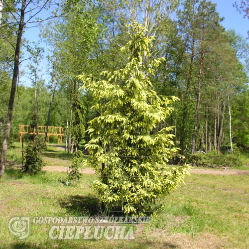Pinus heldreichii  'Aureospicata' -Gold-tipped Bosnian Pine - Pinus  heldreichii  'Aureospicata'  ; Pinus leucodermis