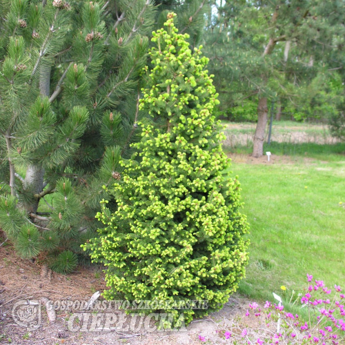 Picea abies 'Emsland' - Gemeine Fichte ; Zapfen-Fichte - Picea abies 'Emsland'