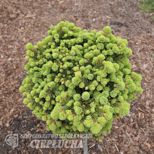 Picea abies 'Medusa' - Eль обыкновенная - Picea abies 'Medusa'