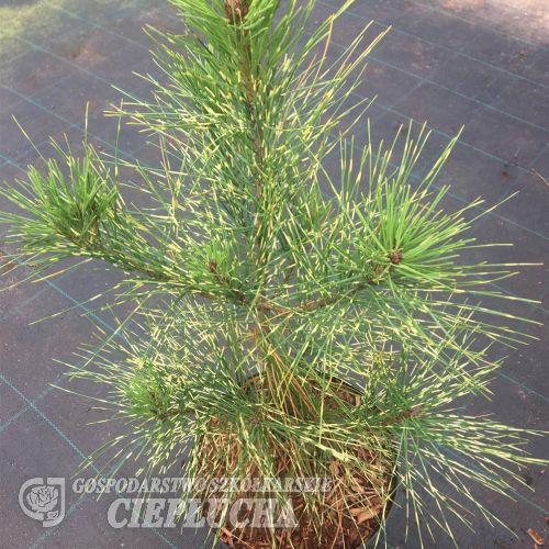 Pinus densiflora 'Golden Ghost' - Cосна густоцветковая - Pinus densiflora 'Golden Ghost'