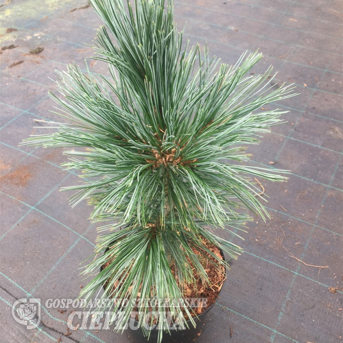 Pinus flexilis 'Vanderwolf's Pyramid' - sosna giętka - Pinus flexilis 'Vanderwolf's Pyramid'