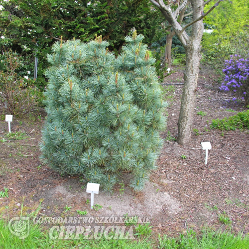 Pinus parviflora 'Globe' - sosna drobnokwiatowa - Pinus parviflora 'Globe'