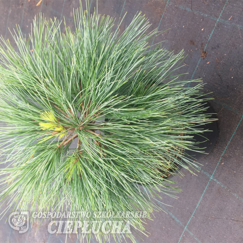 Pinus strobus 'Blue Shag' - sosna wejmutka - Pinus strobus 'Blue Shag'