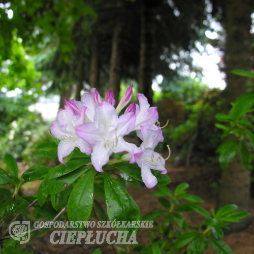 Rhododendron 'Fragrans - różanecznik 'Fragrans'; azaleodendron - Rhododendron 'Fragrans'