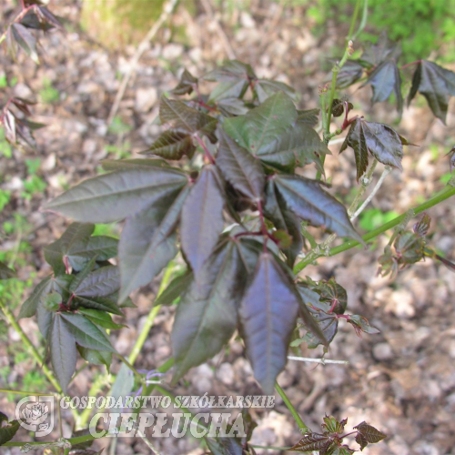 Acer campbelli ssp. sinense - Клён campbelli - Acer campbelli ssp. sinense; Acer sinense
