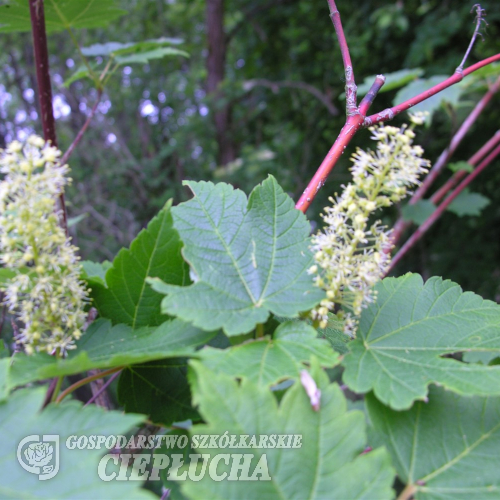 Acer caudatum ssp. ukurunduense - Клен ssp. ukurunduense - Acer caudatum ssp. ukurunduense