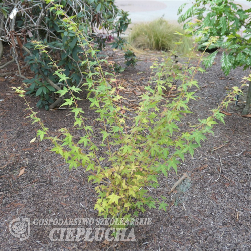 Acer palmatum  'Bi-hoo' - Клён дланеви́дный - Acer palmatum  'Bi-hoo'