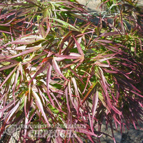 Acer palmatum 'Villa Taranto' - Клён дланеви́дный - Acer palmatum 'Villa Taranto'
