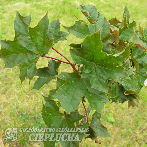 Acer platanoides 'Deborah' - Клён платаноли́стный - Acer platanoides 'Deborah'