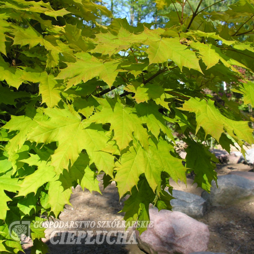 Acer platanoides 'Golden Globe' ; klon zwyczajny `Golden Globe` - Acer platanoides 'Golden Globe'