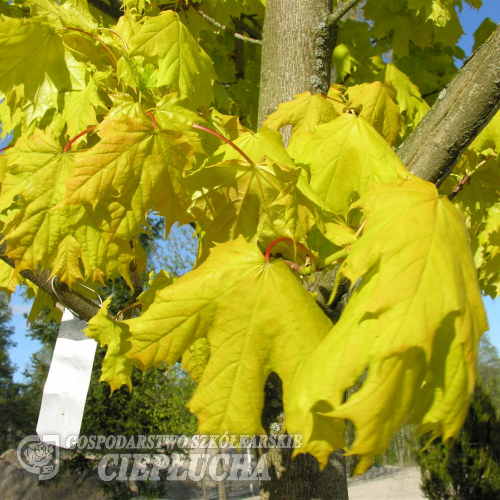 Acer platanoides 'Prigo' PRINCETON GOLD - Norway maple - Acer platanoides 'Prigo' PRINCETON GOLD