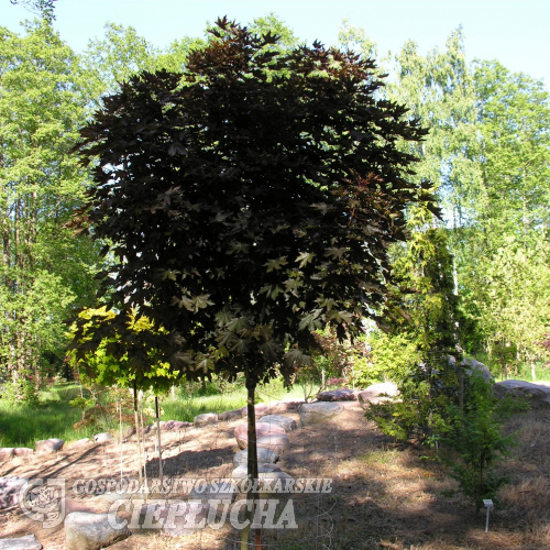 Acer platanoides 'Purple Globe' - klon zwyczajny - Acer platanoides 'Purple Globe'