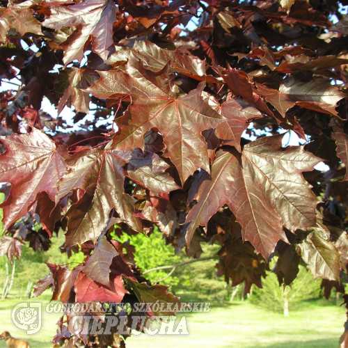 Acer platanoides 'Royal Red' - klon zwyczajny ; klon pospolity - Acer platanoides 'Royal Red'