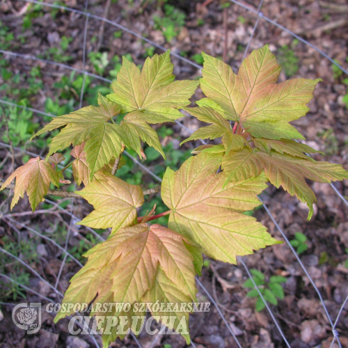 Acer pseudoplatanus 'Leat's Cottage' - klon jawor - Acer pseudoplatanus 'Leat's Cottage'