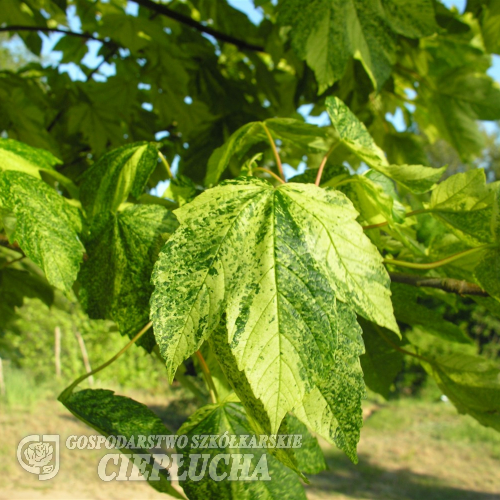 Acer pseudoplatanus 'Leopoldii' - klon jawor - Acer pseudoplatanus 'Leopoldii'