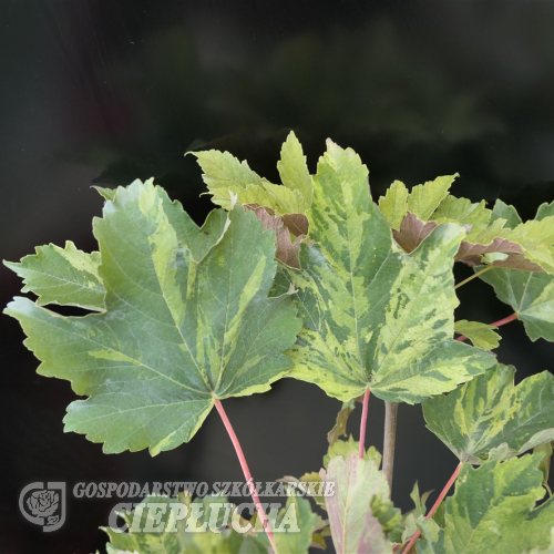Acer pseudoplatanus 'Nizetii' - Клен явор - Acer pseudoplatanus 'Nizetii'