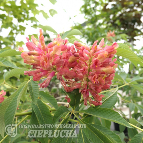 Aesculus pavia 'Rosea Nana' - kasztanowiec krwisty - Aesculus pavia 'Rosea Nana'