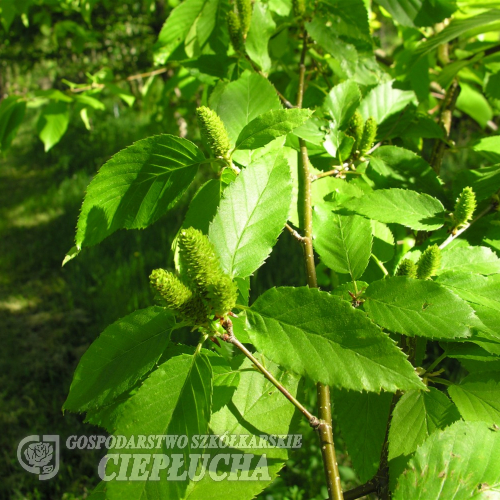 Betula alleghaniensis - Берёза жёлтая - Betula alleghaniensis ; Betula lutea