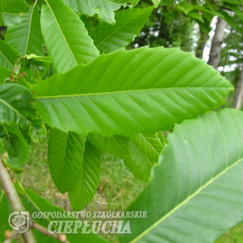 Castanea sativa - Sweet chestnut - Castanea sativa