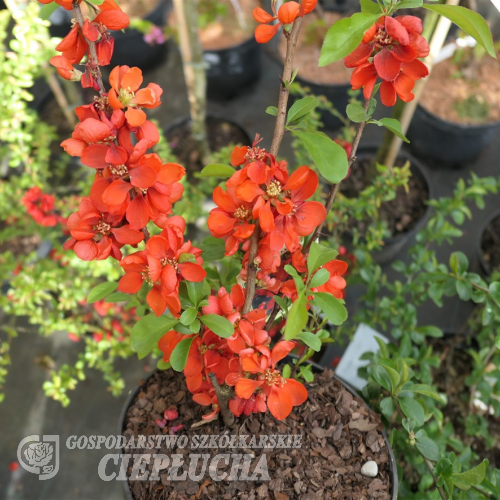Chaenomeles x superba 'Andenken an Karl Ramcke' -  Japanese quince - Chaenomeles x superba' Andenken an Karl Ramcke'