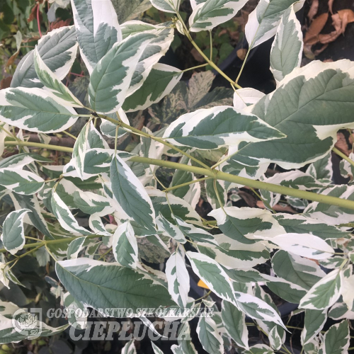 Cornus sericea 'White Gold' - Кизил блестящий - Cornus sericea 'White Gold'
