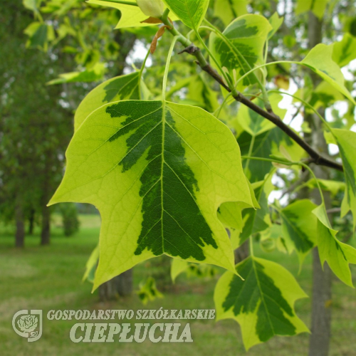 Liriodendron tulipifera 'Aureomarginata' - Лириодендрон тюльпанный ; Тюльпановое дерево - Liriodendron tulipifera 'Aureomarginata'