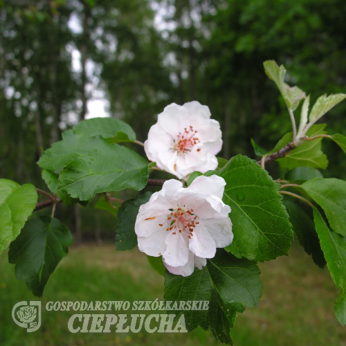 Malus 'Profusion' - jabłoń ozdobna - Malus 'Profusion'  ; Malus x moerlandsii  Profusion