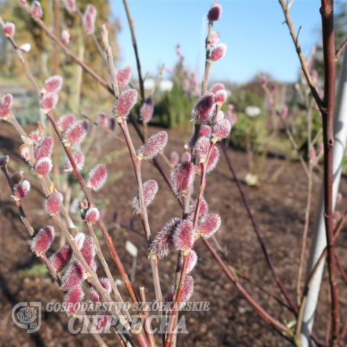 Salix gracilistyla 'Mt. Aso' - rose pink pussy willow - Salix gracilistyla 'Mt. Aso'