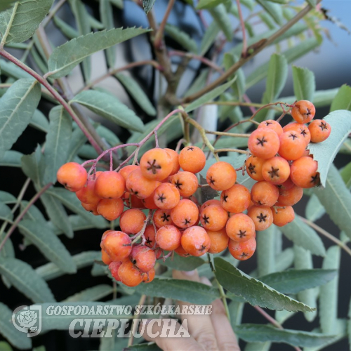 Sorbus meinichii - Eberesche - Sorbus meinichii