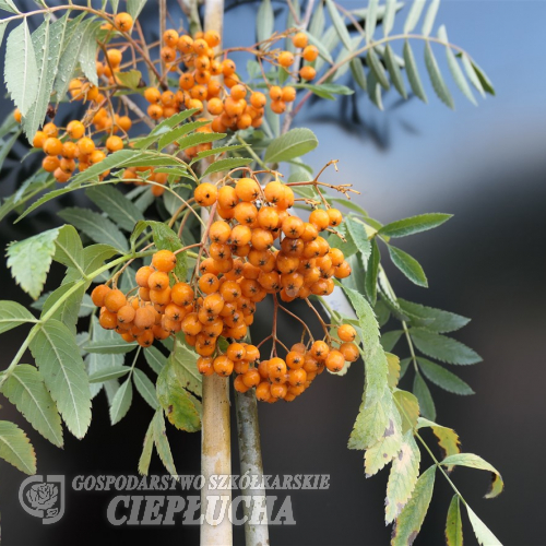 Sorbus ×arnoldiana 'Copper Glow' - 'Copper Glow' Rowan Tree - Sorbus ×arnoldiana 'Copper Glow'