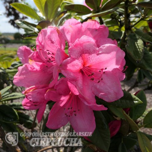 Anna Rose Whitney - Рододендрон гибридный - Anna Rose Whitney - Rhododendron hybridum